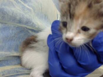 Domestic Medium Hair Cats Available for Adoption in Dallas, Texas - BREE | PetCurious