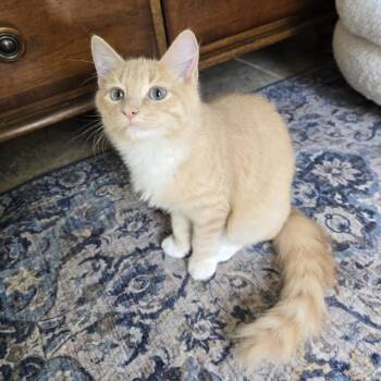 Domestic Medium Hair Cats Available for Adoption - Nico | PetCurious