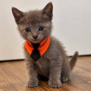 Turbo Black Tie Small Guy -  Russian Blue and Domestic Short Hair Cat for Adoption in Friendswood, Texas - Turbo Black Tie Small Guy | PetCurious