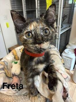 Domestic Short Hair Cats Available for Adoption in Millerstown, Pennsylvania - FRETA | PetCurious