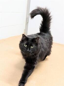 Domestic Long Hair Cats Available for Adoption in St. Peters, Missouri - ZORRO | PetCurious