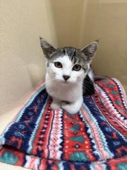 Esme -  Domestic Short Hair Cat for Adoption in Pequot Lakes, Minnesota - Esme | PetCurious