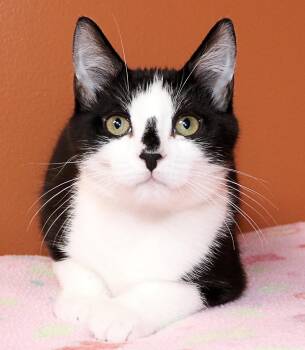 Custard -  Domestic Short Hair Cat for Adoption in Cincinnati, Ohio - Custard | PetCurious