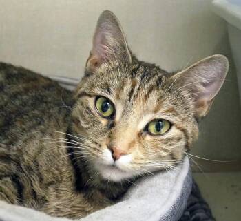 Domestic Short Hair Cats Available for Adoption in Butler, New Jersey - Kimiko | PetCurious
