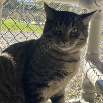 Breadstick -  Domestic Short Hair Cat for Adoption in New Philadelphia, Ohio - Breadstick | PetCurious