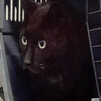 Domestic Short Hair Cats Available for Adoption in Houston, Texas - Curtis | PetCurious