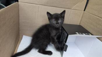 A1268864 -  Domestic Short Hair Cat for Adoption in Charlotte, North Carolina - A1268864 | PetCurious