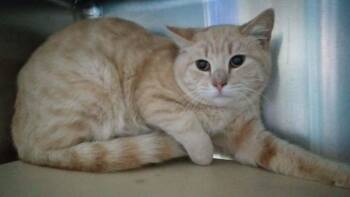 Zeus -  Domestic Short Hair Cat for Adoption in Burgaw, North Carolina - Zeus | PetCurious