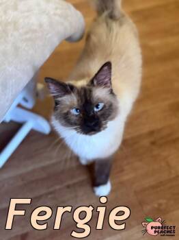 Rescue Ragdoll and Domestic Long Hair Cats for Adoption in Douglasville, Georgia - Fergie | PetCurious