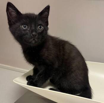 Luke -  Domestic Short Hair Cat for Adoption in Oakland, California - Luke | PetCurious