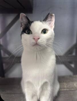 Lucy Freeport -  Domestic Short Hair Cat for Adoption in Westbury, New York - Lucy Freeport | PetCurious