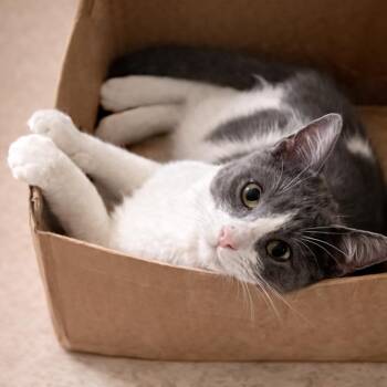 Domestic Short Hair Cats Available for Adoption - Titus | PetCurious