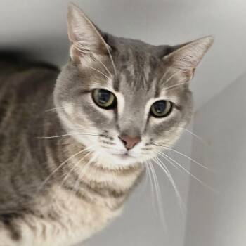 Porter -  Domestic Short Hair Cat for Adoption in Cumming, Georgia - Porter | PetCurious