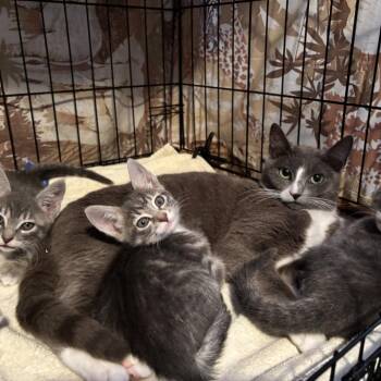 Domestic Short Hair Cats Available for Adoption in Redwood City, California - Avery (queen) | PetCurious