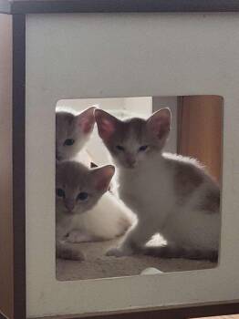 Tyrouge -  American Shorthair Cat for Adoption in Virginia Beach, Virginia - Tyrouge | PetCurious