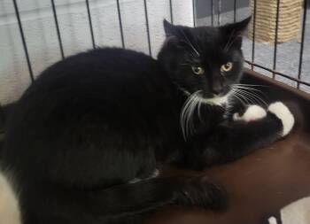 Rescue Domestic Short Hair Cats for Adoption in Allegan, Michigan - Binx | PetCurious