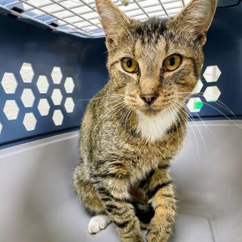 SVAS-Stray-39423 -  Domestic Short Hair Cat for Adoption in Lyndhurst, Virginia - SVAS-Stray-39423 | PetCurious