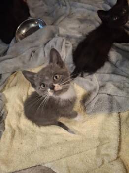 Ferris Wheel P. -  Domestic Short Hair Cat for Adoption in West Peoria, Illinois - Ferris Wheel P. | PetCurious