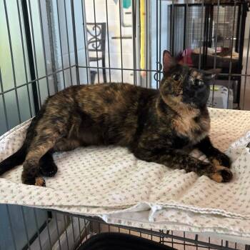 Scout -  Domestic Short Hair Cat for Adoption in Carencro, Louisiana - Scout | PetCurious