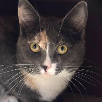 Domestic Short Hair Cats Available for Adoption in Decatur, Georgia - Mona | PetCurious