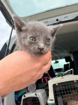 Abbott Kitten 6 -  Domestic Short Hair Cat for Adoption in Morgantown, Kentucky - Abbott Kitten 6 | PetCurious