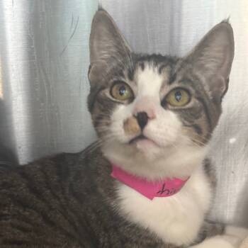 Rescue Domestic Short Hair Cats for Adoption in Lakeland, Florida - Chive | PetCurious