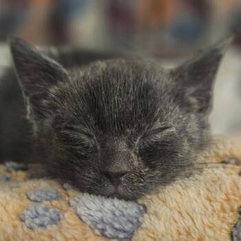Smol -  Domestic Short Hair Cat for Adoption in Lynchburg, Virginia - Smol | PetCurious