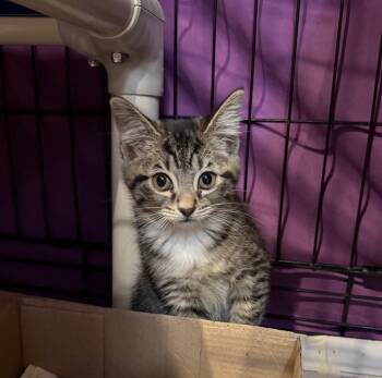 Rescue Domestic Short Hair Cats for Adoption in Cincinnati, Ohio - Fairytale | PetCurious