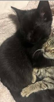 Rescue Domestic Short Hair Cats for Adoption in Clymer, Pennsylvania - Ritchie | PetCurious