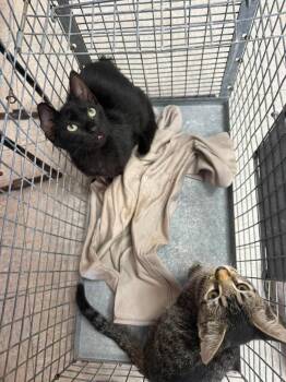 26-1074C -  Domestic Short Hair Cat for Adoption in Sorrento, Louisiana - 26-1074C | PetCurious