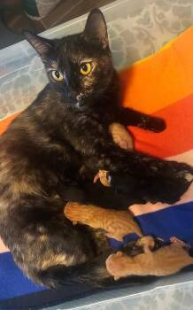 Shelby Vroom Vroom -  Tortoiseshell and Domestic Short Hair Cat for Adoption in Chandler, Arizona - Shelby Vroom Vroom | PetCurious