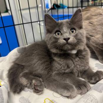 Slate (White Collar) -  Domestic Medium Hair and Russian Blue Cat for Adoption in Sunnyvale, California - Slate (White Collar) | PetCurious