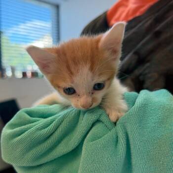 Croissant 25 -  Domestic Short Hair Cat for Adoption in Austin, Texas - Croissant 25 | PetCurious