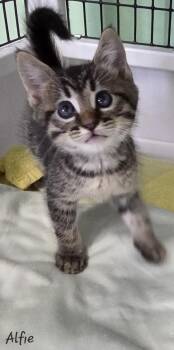 Rescue Domestic Short Hair Cats for Adoption in Key Largo, Florida - Alfie | PetCurious