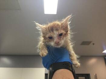 Domestic Medium Hair Cats Available for Adoption in Thousand Palms, California - A1916670 | PetCurious