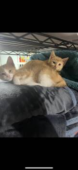 Angelina Pickles -  Domestic Short Hair Cat Available for Adoption in Plymouth, Michigan - Angelina Pickles | PetCurious