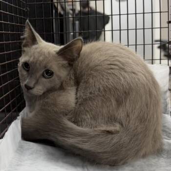 Theo -  Domestic Short Hair Cat for Adoption in Midland, Texas - Theo | PetCurious
