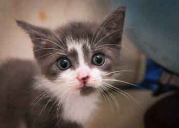 Oslo -  Domestic Short Hair Cat for Adoption in Port Washington, Wisconsin - Oslo | PetCurious
