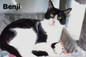 Domestic Short Hair Cats Available for Adoption in Tiger, Georgia - Benji | PetCurious