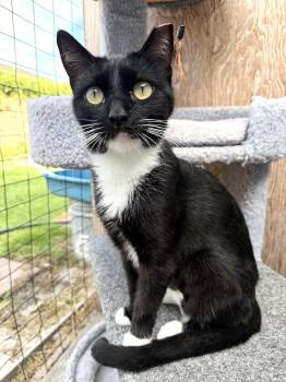 Rescue Domestic Short Hair Cats for Adoption in Orange, California - Sally | PetCurious