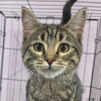 Jo Wilson -  Domestic Short Hair Cat for Adoption in Grinnell, Iowa - Jo Wilson | PetCurious
