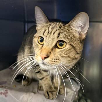 KOSO -  Domestic Short Hair Cat for Adoption in Las Vegas, Nevada - KOSO | PetCurious