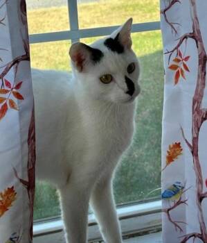 Rescue Domestic Short Hair Cats for Adoption in Saint Leonard, Maryland - Spenser | PetCurious