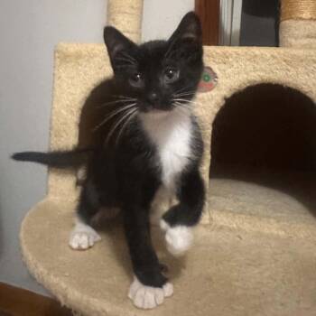 Mahogany -  Extra Toes Cat Hemingway Polydactyl Cat for Adoption - Mahogany | PetCurious