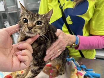 Domestic Short Hair Cats Available for Adoption - SCOTT | PetCurious