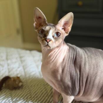 Scarlett No Haira -  Sphynx Hairless Cat Cat Available for Adoption in Brownsboro, Alabama - Scarlett No Haira | PetCurious