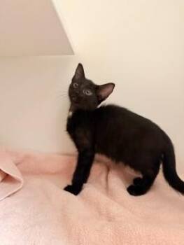 Sketchy -  Domestic Short Hair Cat for Adoption in Savannah, Georgia - Sketchy | PetCurious