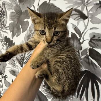 Domestic Short Hair Cats Available for Adoption in Wahiawa, Hawaii - Rye | PetCurious