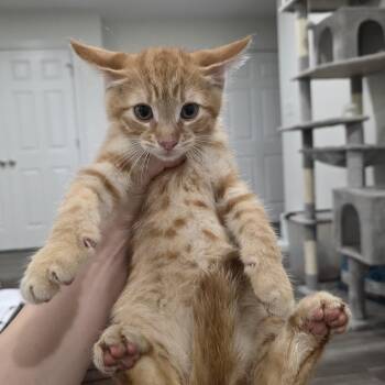 Hedwig -  Domestic Short Hair Cat for Adoption in Mastic, New York - Hedwig | PetCurious