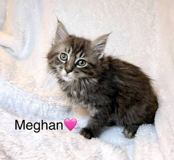 Megan -  Domestic Long Hair Cat Available for Adoption in Copley, Ohio - Megan | PetCurious